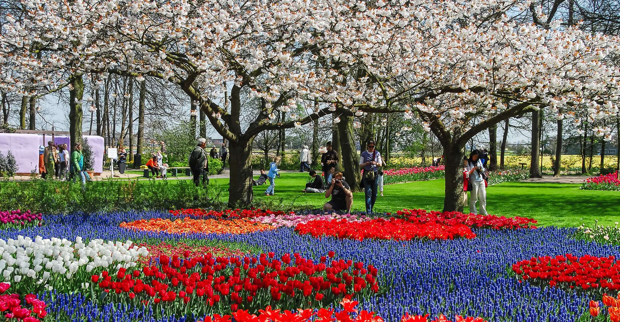 Da Amsterdam, Keukenhof Ingresso e andata e ritorno Shuttle Bus - Hizvo