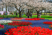 Da Amsterdam, Keukenhof Ingresso e andata e ritorno Shuttle Bus - Hizvo