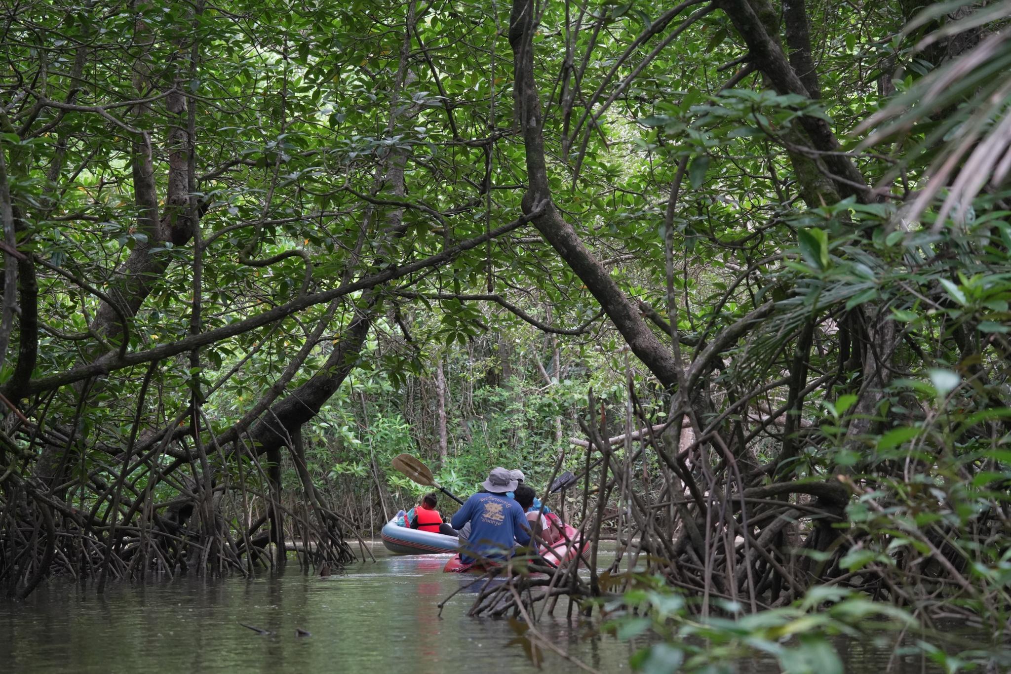 Khaolak: Kleines Amazonasgebiet und Wat Khongkha Phimuk (halbtägig)