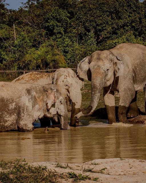 Siem Reap, Small Group Tour of Kulen Elephant Forest - Housity