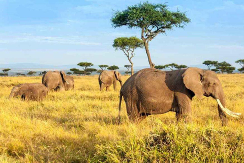 4 days Tanzania Budget Camping Safari