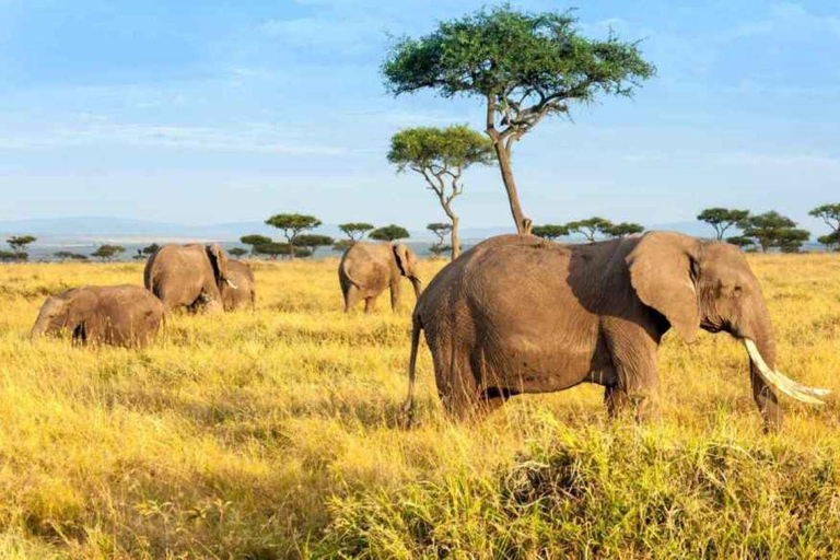 4 days Tanzania Budget Camping Safari