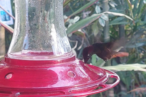 Tobago: Hummingbird Tour