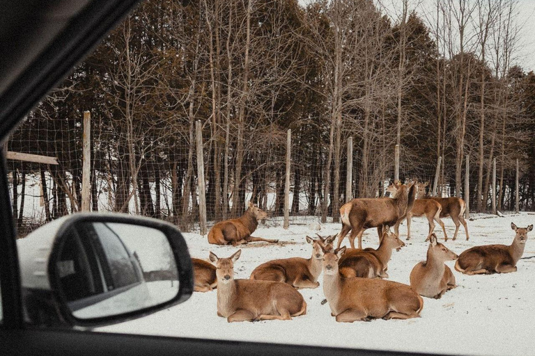Montréal/Hemmingford : Parc Safari accès journalier