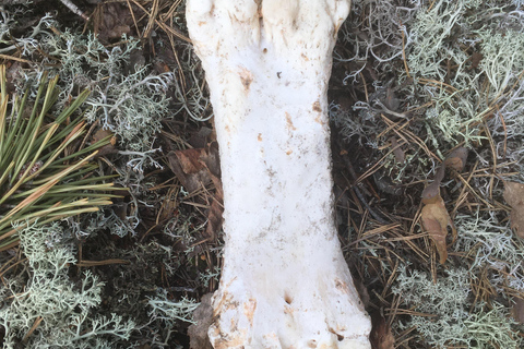 Pistage du loup et de la faune sauvage en Suède