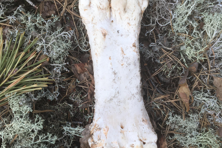 Speuren naar wolven en wilde dieren in Zweden