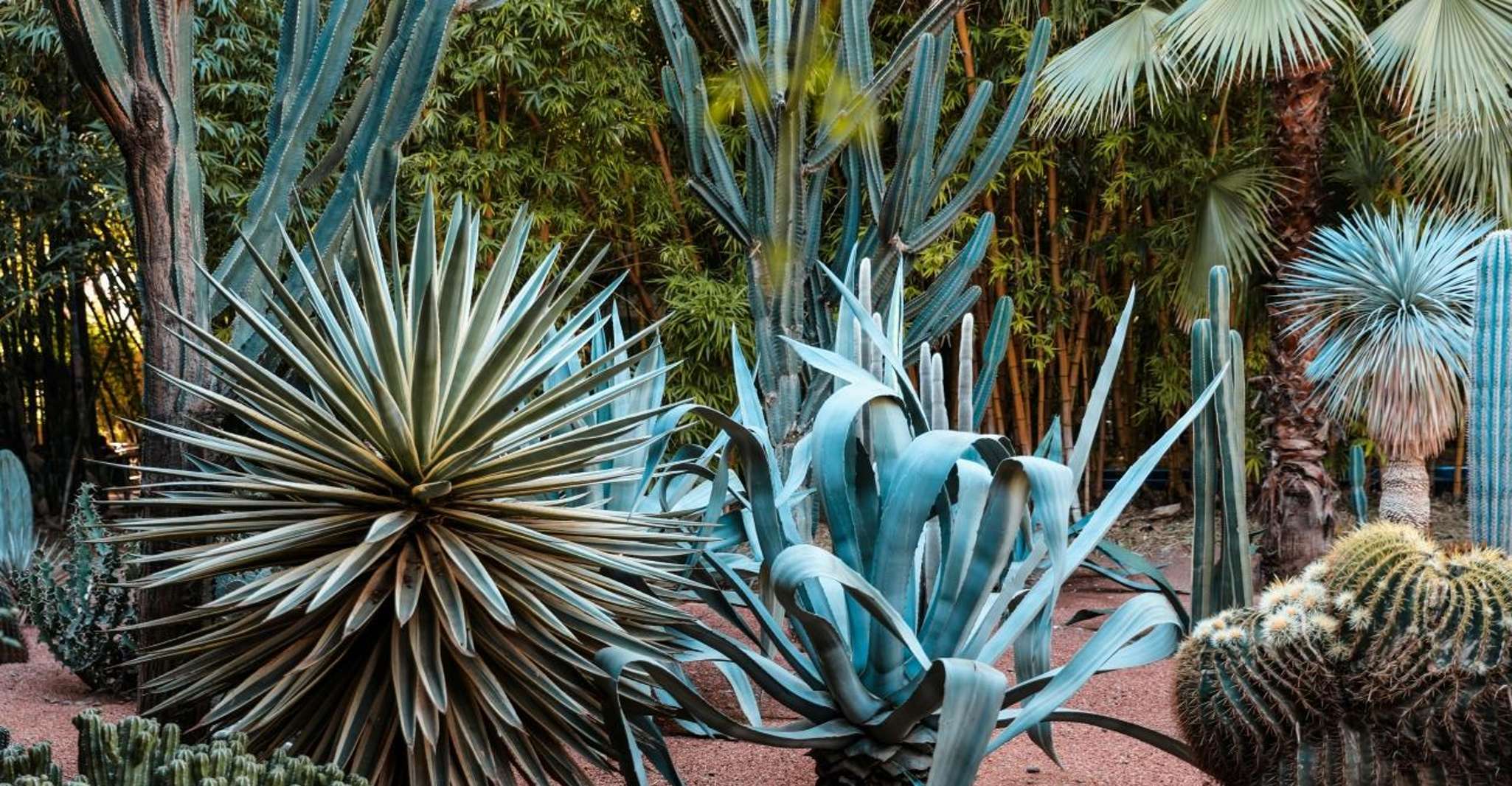 Marrakesh, Majorelle Garden e Museo YSL e Berber opzionale - Housity