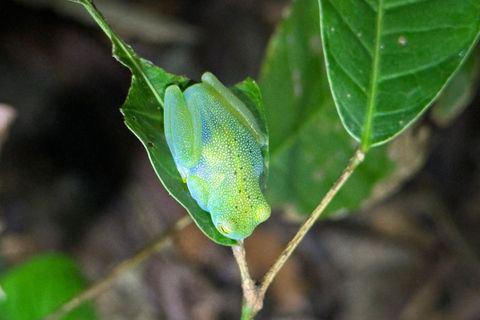 Tour noturno pela selva em Manuel AntonioExcursão particular