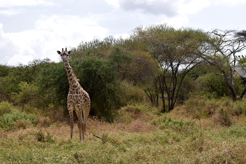 Arusha: Paseo con jirafas