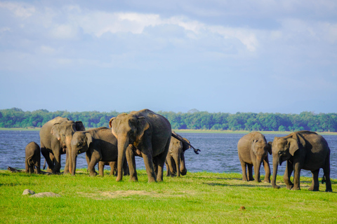 Minneriya: Private Family Wildlife Safari with Pickup