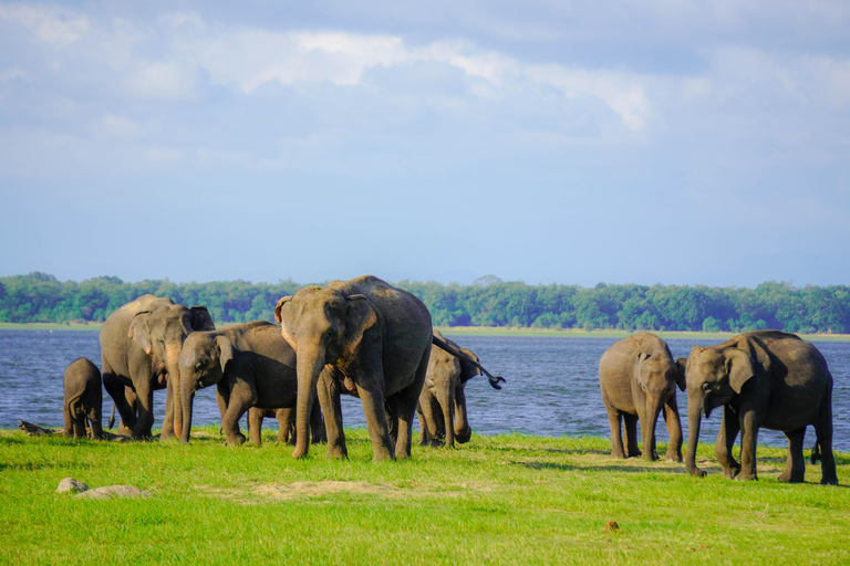 Minneriya: Private Family Wildlife Safari with Pickup