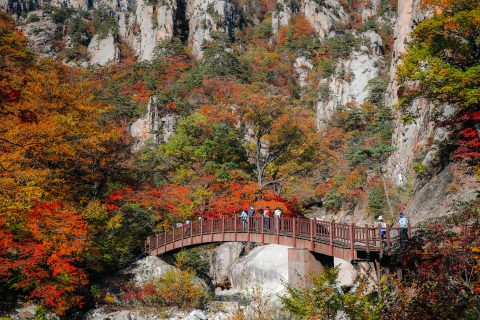Desde Seúl: ruta al Monte Seorak y templo Naksans/Isla NamiTour compartido Nami, encuentro Myeongdong