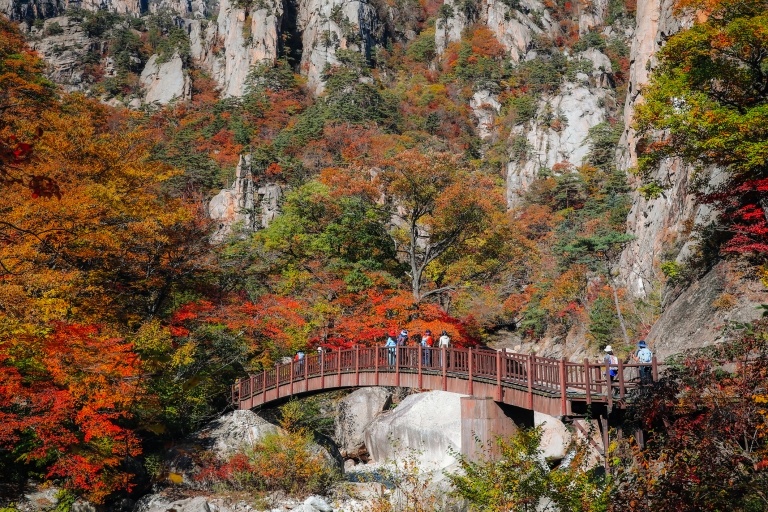 Desde Seúl: ruta al Monte Seorak y templo Naksans/Isla NamiTour compartido Nami, encuentro estación DDP (Dongdaemun)