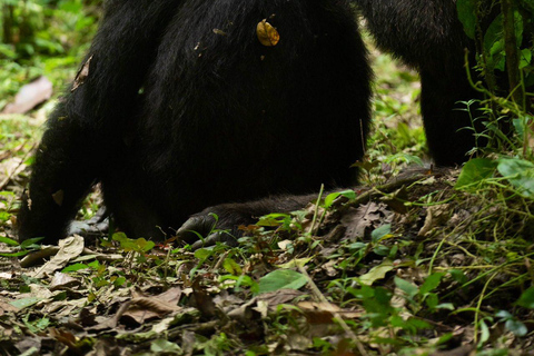 Uganda: 4-dagars safari med flygande gorillatrekkingPer person delat pris för fyra personer