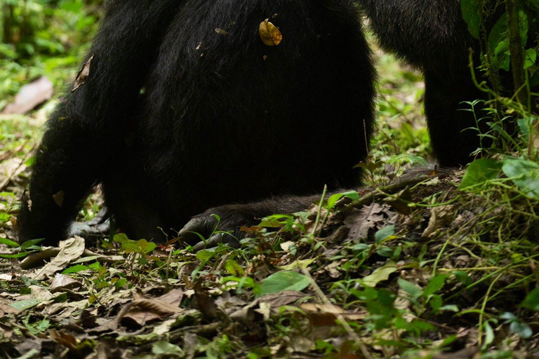 Uganda: 4-dagars safari med flygande gorillatrekkingPer person delat pris för fyra personer