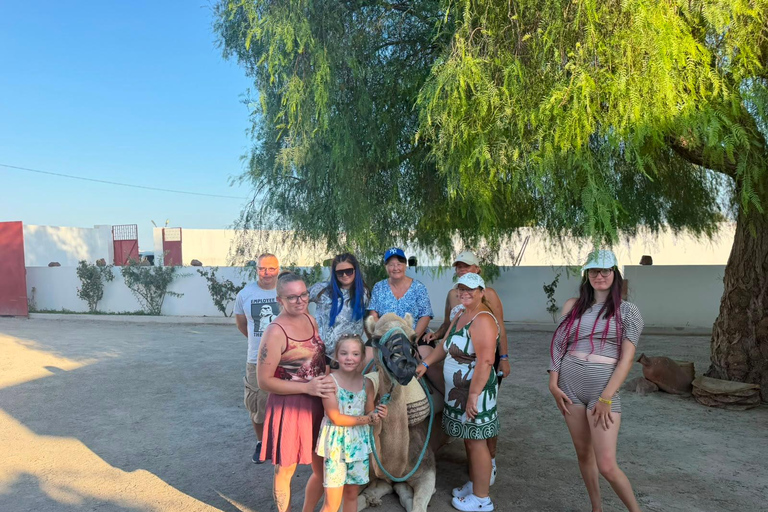 Hammamet: Dromedary and horse-drawn carriage ride with olive oil tasting Hammamet: Dromedary Ride and Carriage Ride with Olive Oil Food Tasting