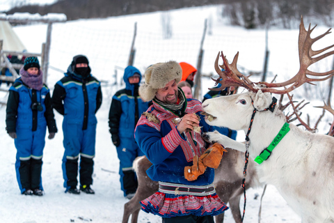 Z Tromsø: Zaprzęgi reniferów w Camp Tamok w ciągu dnia