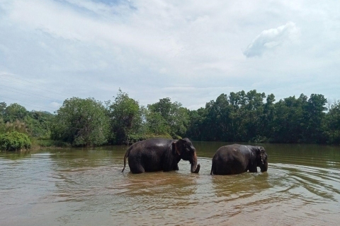 Phuket: Eco gids wandeling met Ethical Elephant SanctuaryPhuket: Eco Wandeltour met gids