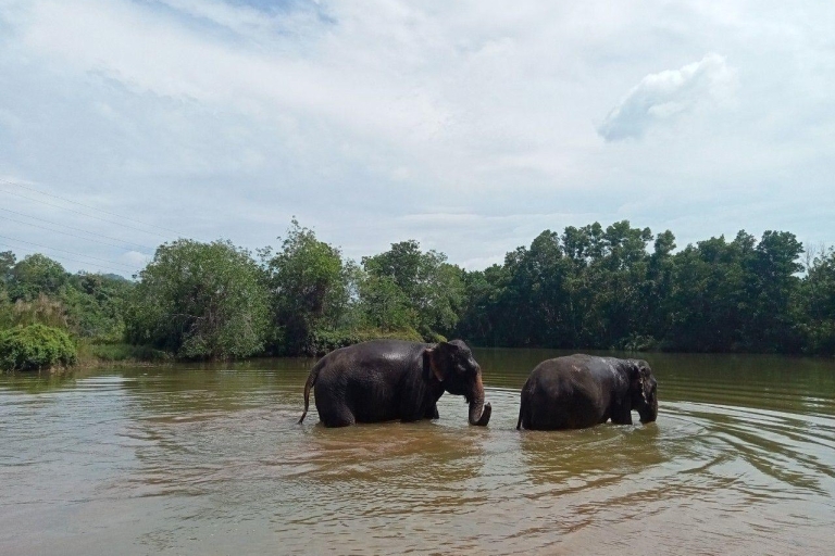 Phuket: Paseo ecoguiado con el Santuario Ético de ElefantesPhuket: Eco Tour guiado a pie con otros Recogida en el hotel