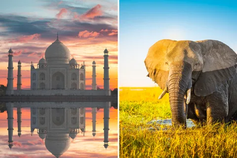 Da Delhi: Tour dell'alba del Taj Mahal con l'Elephant SOS Center