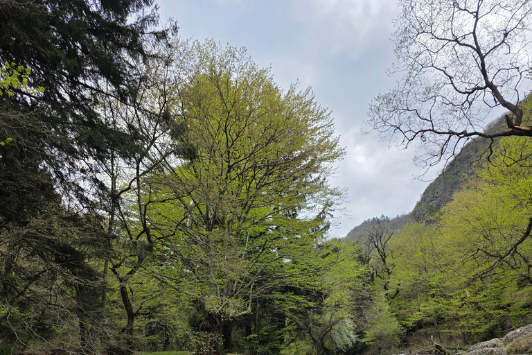 Hiking the Secret Rkoni: Historic Path & Forest Picnic