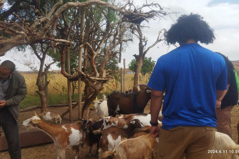 From Marrakech: Essaouira Day Trip with Beach & Medina Essaouira Small Group Day Trip