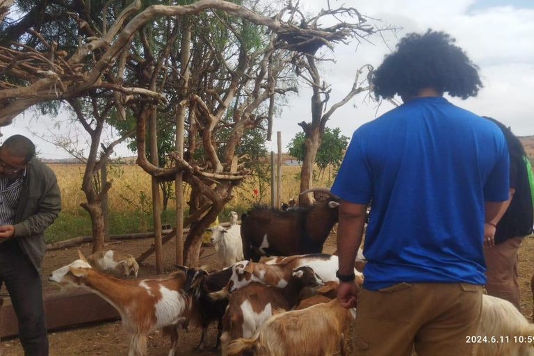 From Marrakech: Essaouira Day Trip with Beach & Medina Essaouira Small Group Day Trip