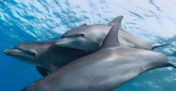 Mnemba Dolphin & Coral Reef Snorkeling Tour
