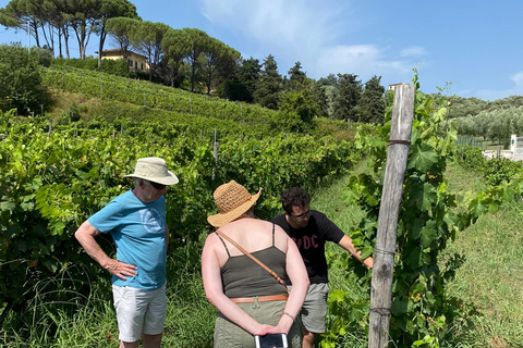 Tasting in a Vineyard with transfer from Pisa