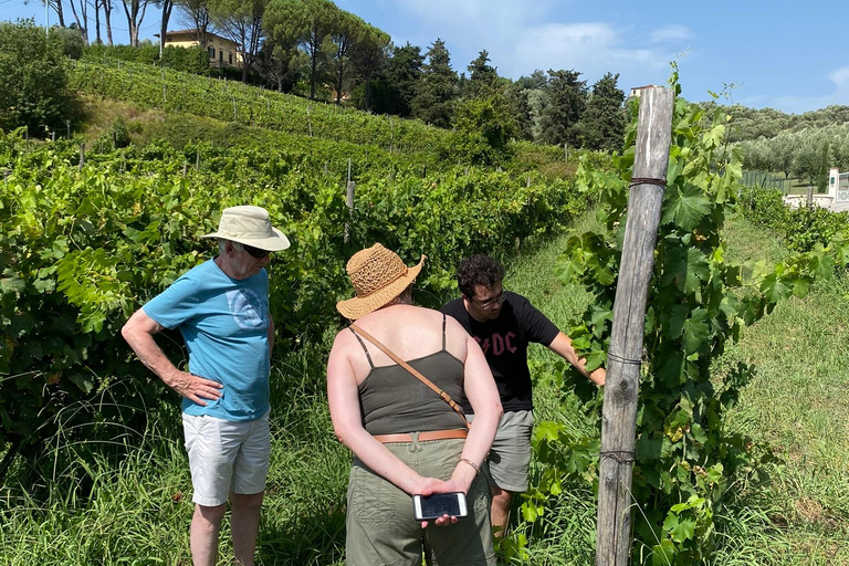 Vinresa i Toscana med buss från Lucca