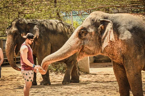 Da Delhi: Tour dell'alba del Taj Mahal con Elephant SOS