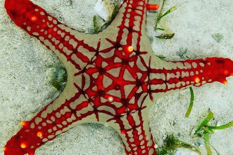 زنجبار: الغطس في البحيرة الزرقاء وجولة في أسماك النجوم