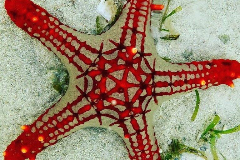 زنجبار: الغطس في البحيرة الزرقاء وجولة في أسماك النجوم