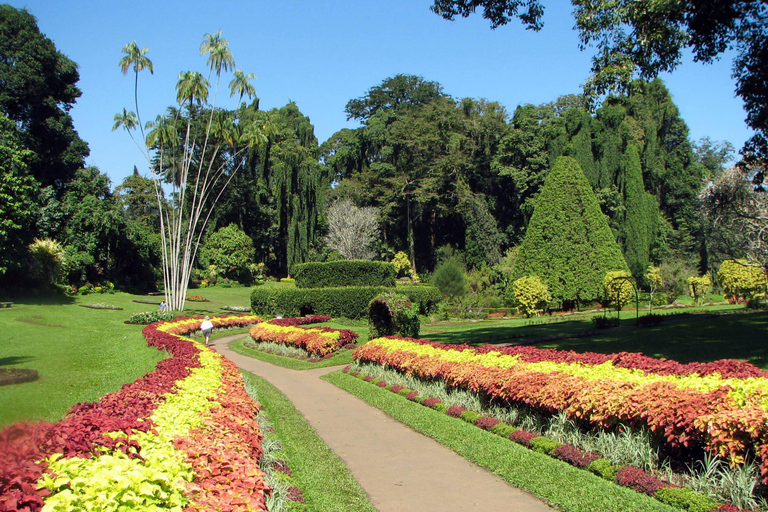 Depuis Colombo : Excursion à Kandy/ Pinnwala/ Royal Gardens