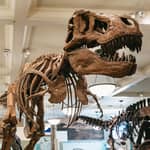 New York City: Museo Americano di Storia Naturale Biglietto