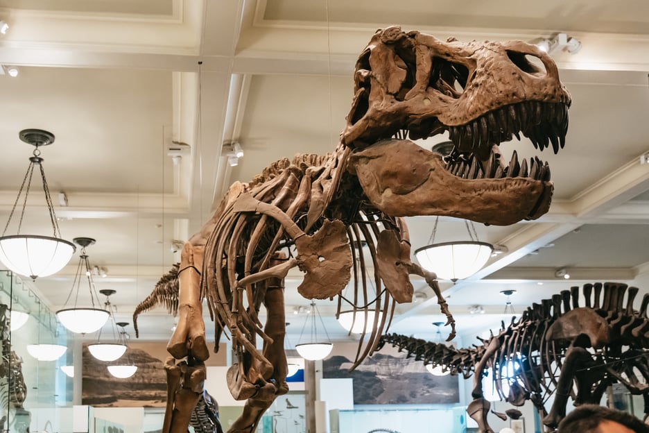 New York City: American Museum of Natural History Ticket