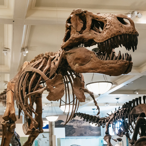 New York City: American Museum of Natural History Ticket