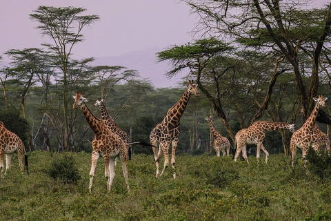 4 dagars safari i Masaai Mara och Nakurusjöns nationalpark