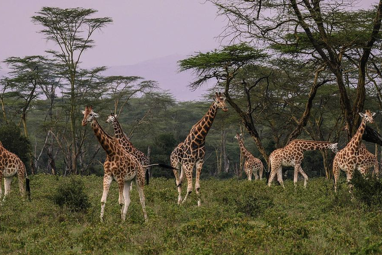 Safari de 4 días en el Parque Nacional de Masaai Mara y Lago Nakuru