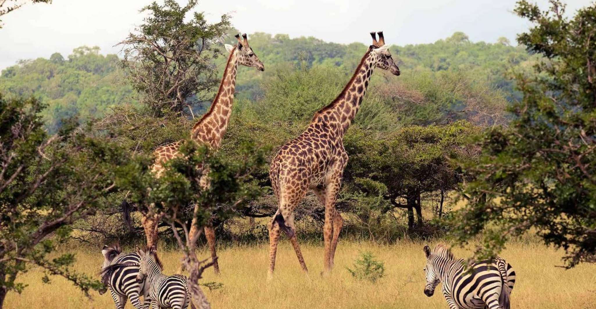 Half-Day Tala Game Reserve & Natal Lion Park from Durban - Housity