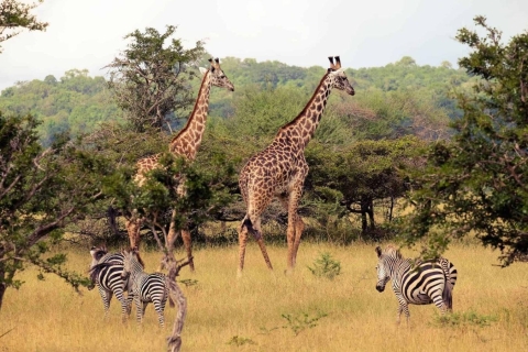 Half-Day Tala Game Reserve & Natal Lion Park from Durban 1/2 Day (Flexible) Tala Game Reserve & Lion Park from Durban
