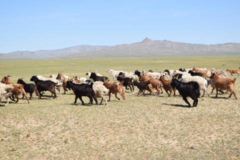 From Ulaanbaatar: 8-Day Gobi Desert Tour with Ger Camps