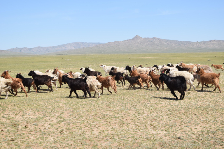 From Ulaanbaatar: 8-Day Gobi Desert Tour with Ger Camps