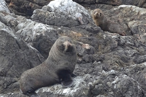 Bahía de las Islas: Crucero ecológico con delfines y escala en una isla