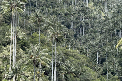 La Carbonera Adventure: Hiking & Horseback Riding in the Andean Palm Forest Salento: Tour to La Carbonera and the wax palm forest