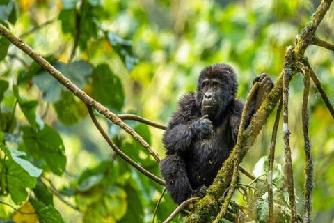 Entebbe: 4-Day Gorilla and Chimpanzee Trekking Tour