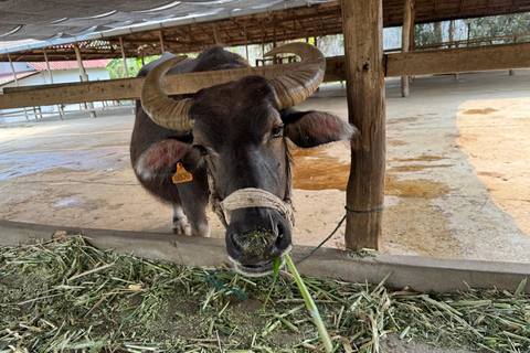 Luang Prabang: excursión a una granja y aventura con bufé de búfalo