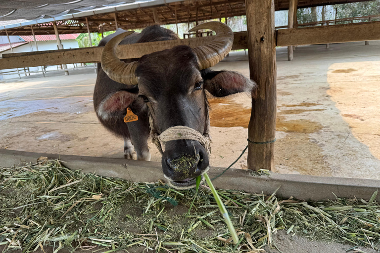 Luang Prabang: excursión a una granja y aventura con bufé de búfalo