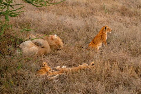 Serengeti: 7-dagars safari med den stora migrationen med flyg