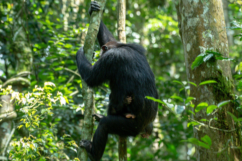 Uganda: 5-Day Chimpanzee & Gorilla Trekking Safari Adventure Per Person Sharing Rate for Six